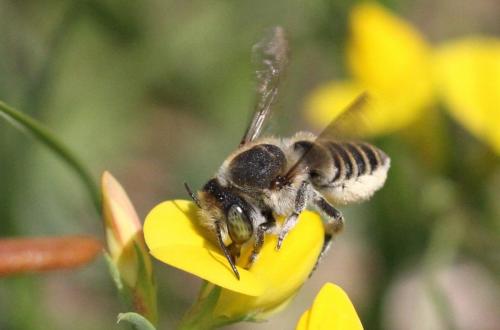 Réf. 248 783 : Megachile sp.